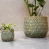 Obal Debby thyme D18 H15