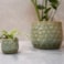 Obal Debby thyme D18 H15
