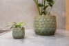 Obal Debby thyme D18 H15