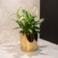 Obal Jille gold D14 H13