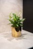 Obal Jille gold D14 H13