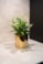 Obal Jille gold D14 H13