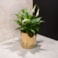 Obal Jille gold D19 H17