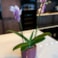 Obal Mabel cherry D23 H20