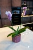 Obal Mabel cherry D23 H20