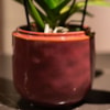 Obal Mabel cherry D8 H7