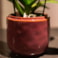 Obal Mabel cherry D8 H7