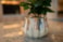 Obal Molly aquarel D17 H14