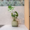 Obal Debby thyme D18 H15