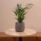 Obal Jules earth D26 H22