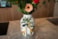 Obal Safari dream D17 H20