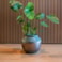 Obal Vita lead drip D27 H20