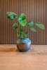 Obal Vita lead drip D27 H20