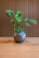 Obal Vita lead drip D27 H20