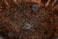 Set váz 3 Cilia mystic sepia D64 H121
